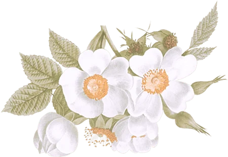 horison Flower